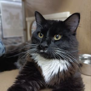 Furby Domestic Medium Hair Cat