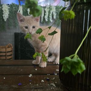 Mei, Baby Male Domestic Short Hair