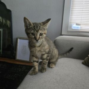 Tora, Baby Female Domestic Short Hair