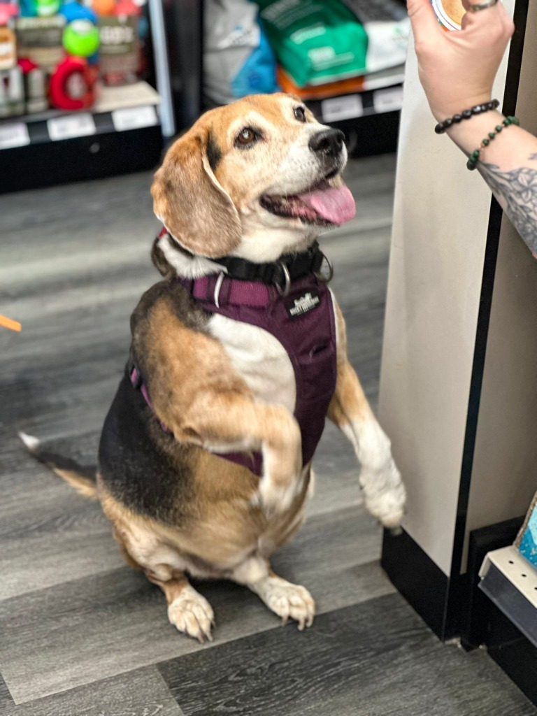 Snoopy, an adoptable Beagle in Calgary, AB, T3S 0C5 | Photo Image 1
