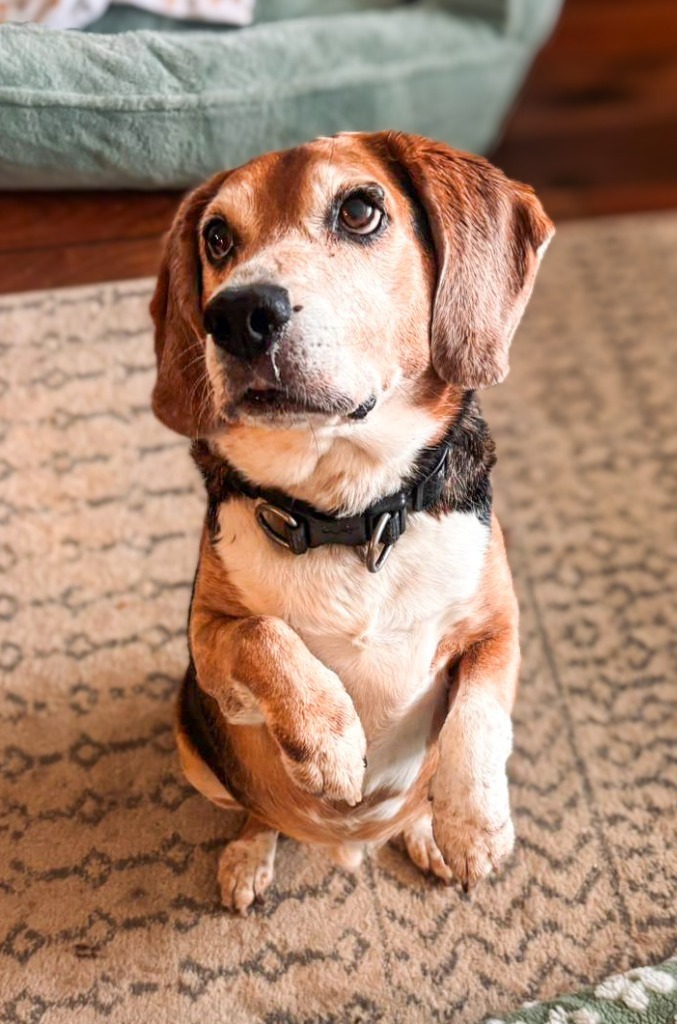Snoopy, an adoptable Beagle in Calgary, AB, T3S 0C5 | Photo Image 2