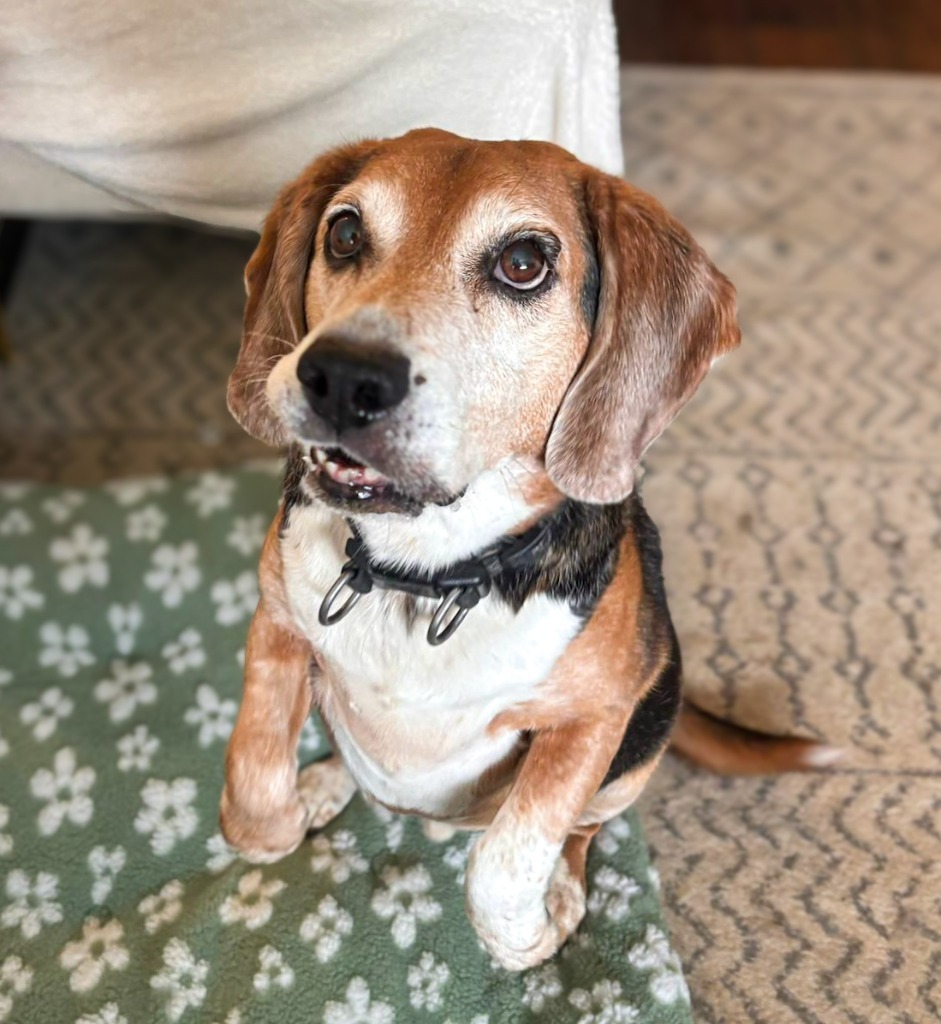Snoopy, an adoptable Beagle in Calgary, AB, T3S 0C5 | Photo Image 3