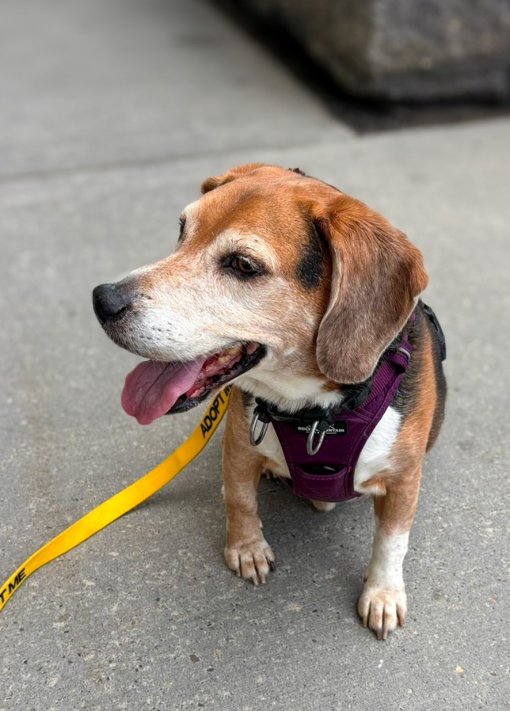 Snoopy, an adoptable Beagle in Calgary, AB, T3S 0C5 | Photo Image 4