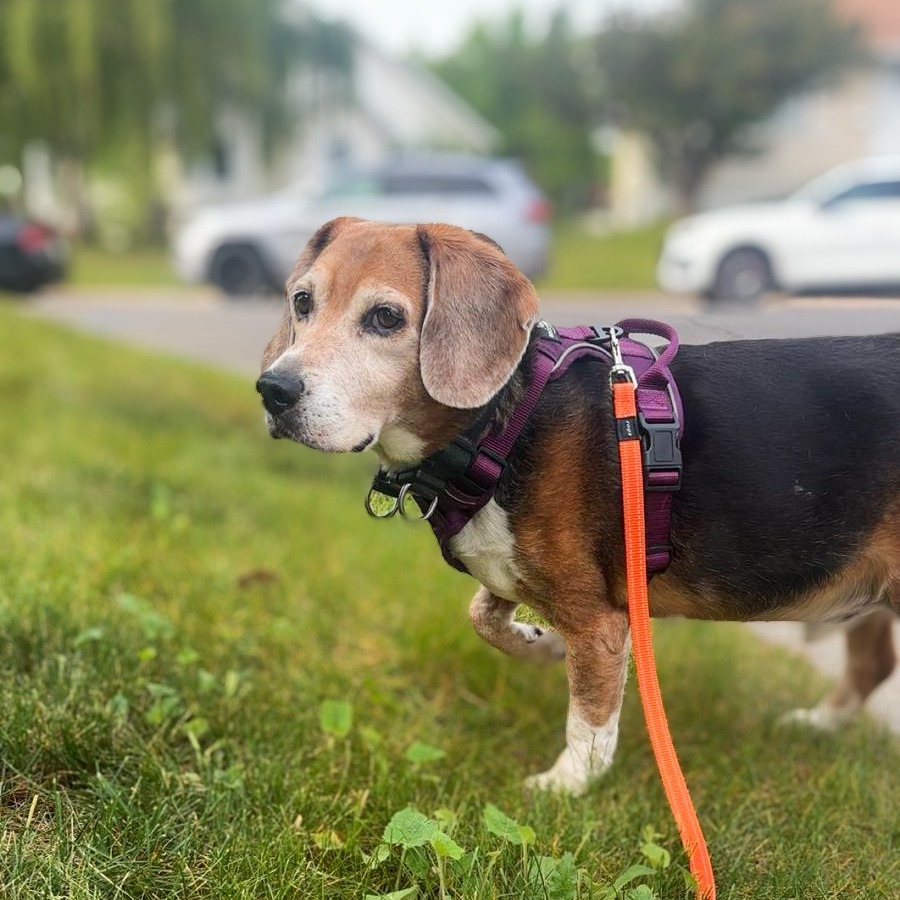 Snoopy, an adoptable Beagle in Calgary, AB, T3S 0C5 | Photo Image 5