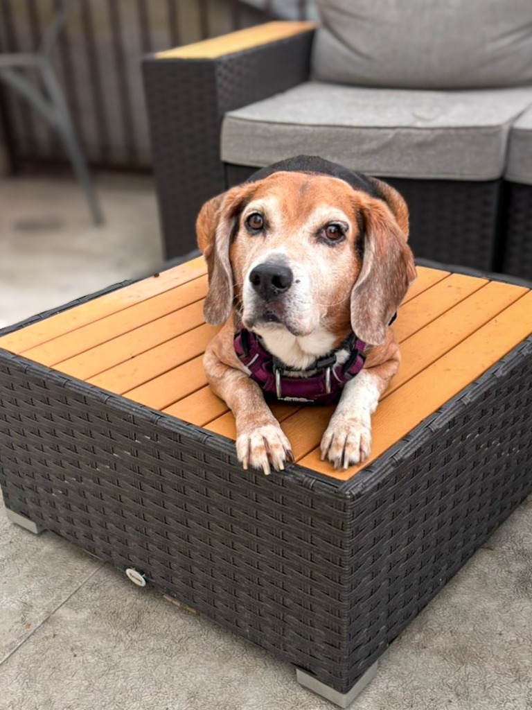 Snoopy, an adoptable Beagle in Calgary, AB, T3S 0C5 | Photo Image 6