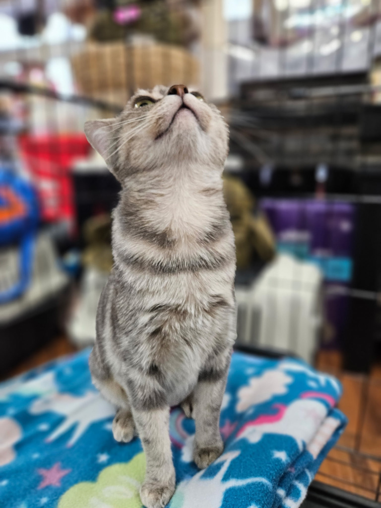 Candy, an adoptable Domestic Short Hair in Calgary, AB, T3S 0C5 | Photo Image 1