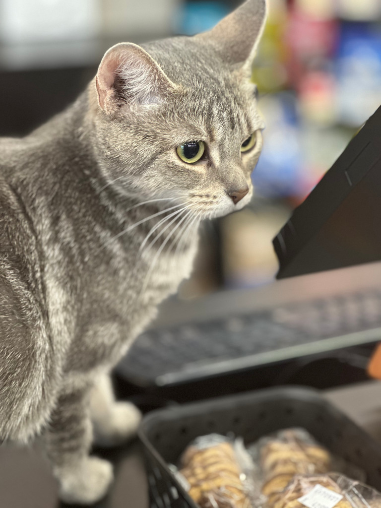 Candy, an adoptable Domestic Short Hair in Calgary, AB, T3S 0C5 | Photo Image 2