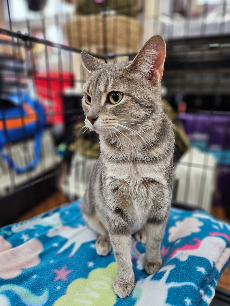 Candy, an adoptable Domestic Short Hair in Calgary, AB, T3S 0C5 | Photo Image 3
