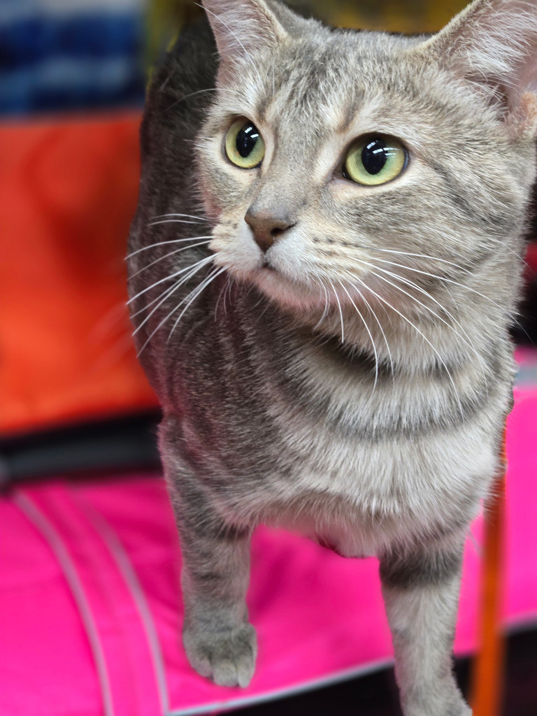 Candy, an adoptable Domestic Short Hair in Calgary, AB, T3S 0C5 | Photo Image 4