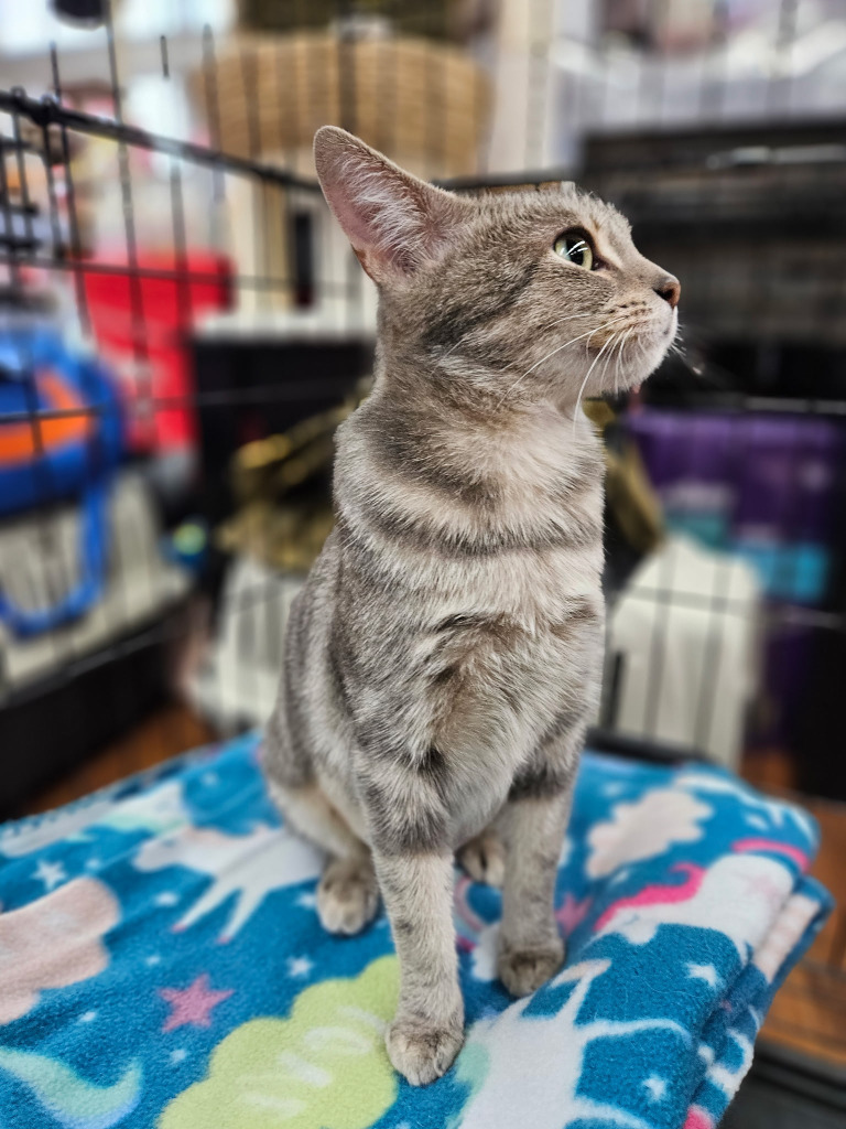Candy, an adoptable Domestic Short Hair in Calgary, AB, T3S 0C5 | Photo Image 5