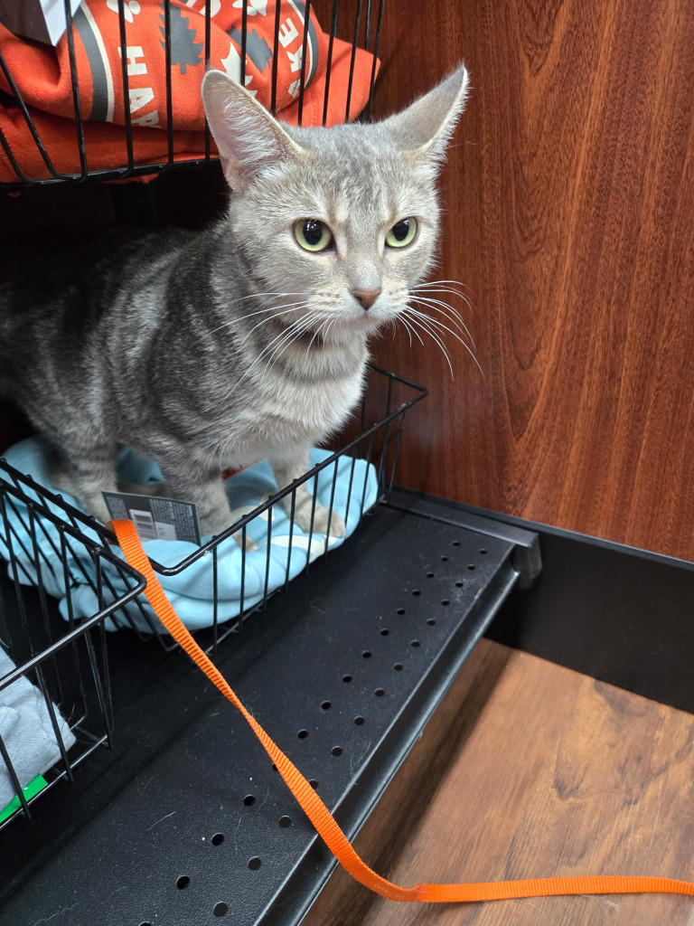Candy, an adoptable Domestic Short Hair in Calgary, AB, T3S 0C5 | Photo Image 6
