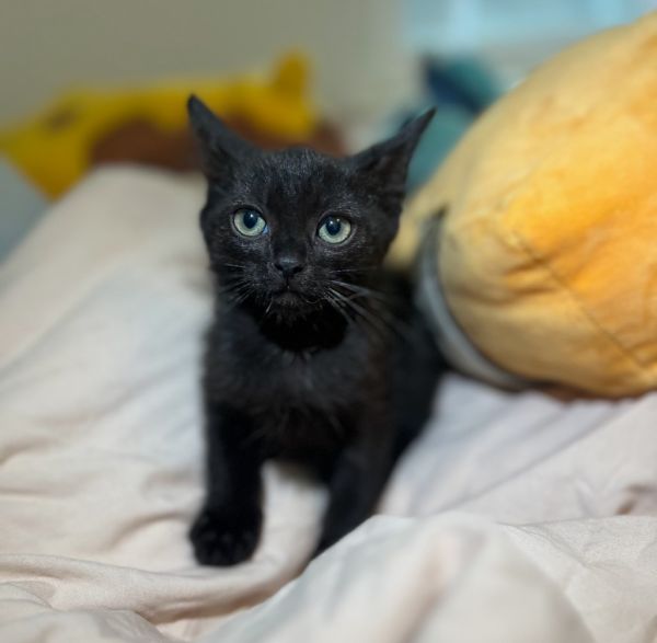 Jiji