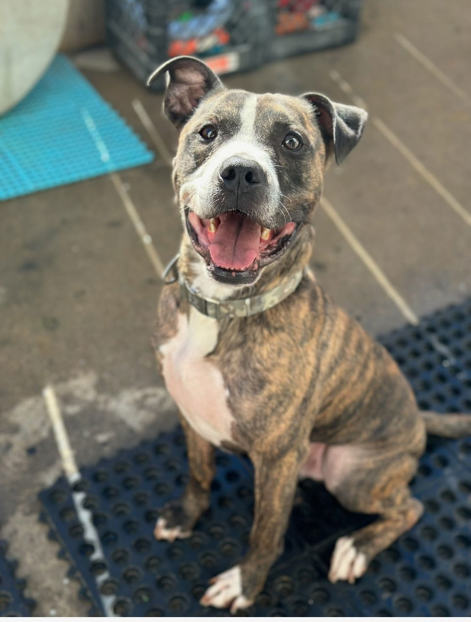 Daisy