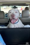 Ralphie photo 2