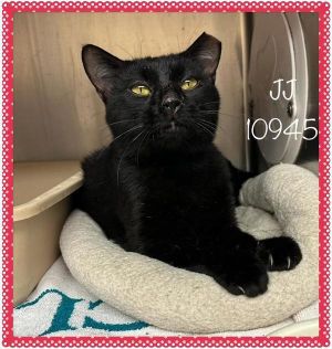 Primary Color Black Age 4yrs 0mths 2wks Animal has been Neutered