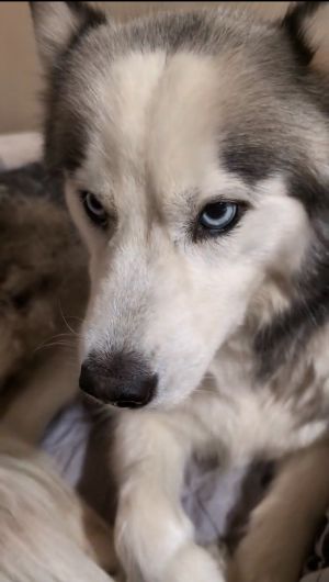 Lilac, Adult Female Siberian Husky