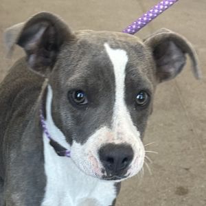 Hopi, Young Female Mixed Breed