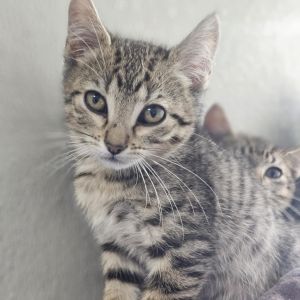 Tres, Baby Male Domestic Short Hair