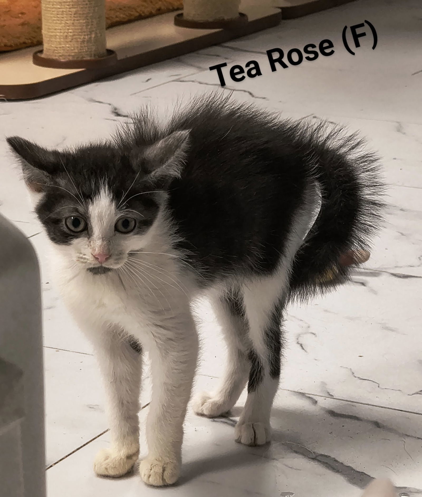 Tea Rose