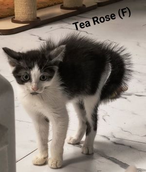 Tea Rose, Baby Female Domestic Short Hair