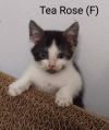 Tea Rose photo 2