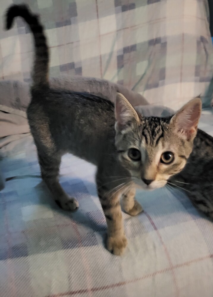 ASTRA, an adoptable Domestic Short Hair in Broomfield, CO, 80020 | Photo Image 2