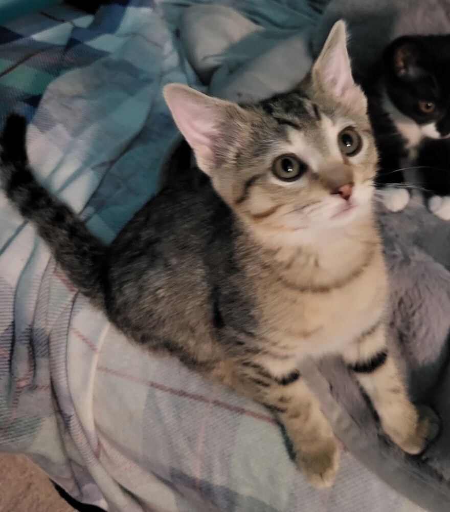 ASTRA, an adoptable Domestic Short Hair in Broomfield, CO, 80020 | Photo Image 3