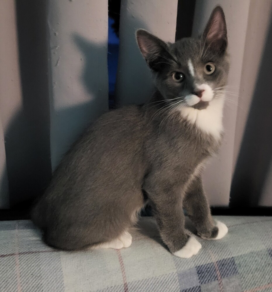AMARA