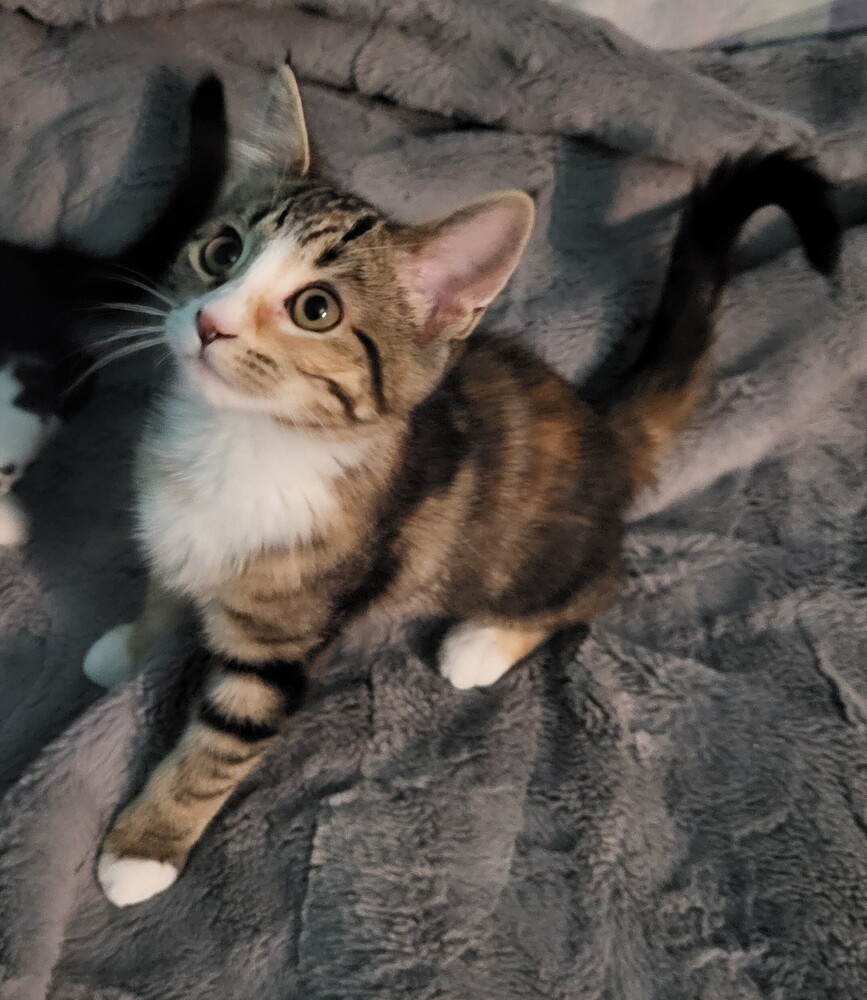APRIL, an adoptable Domestic Short Hair in Broomfield, CO, 80020 | Photo Image 3