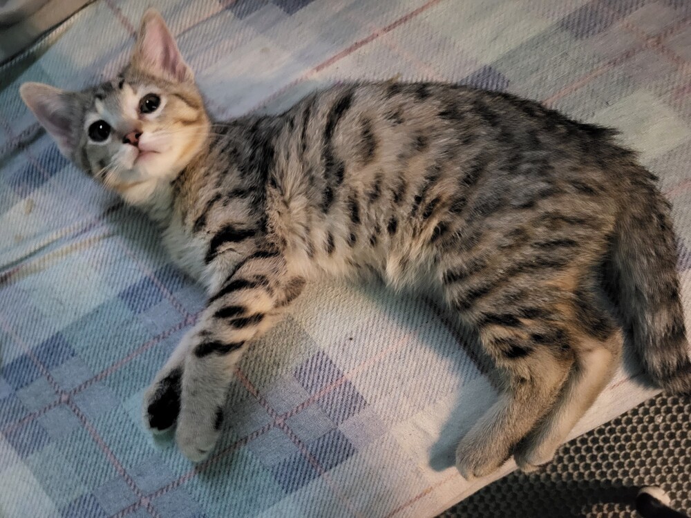 ASHER