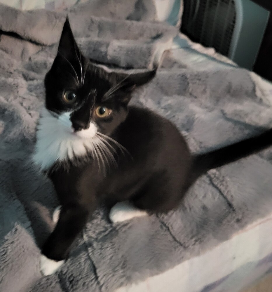 AURORA