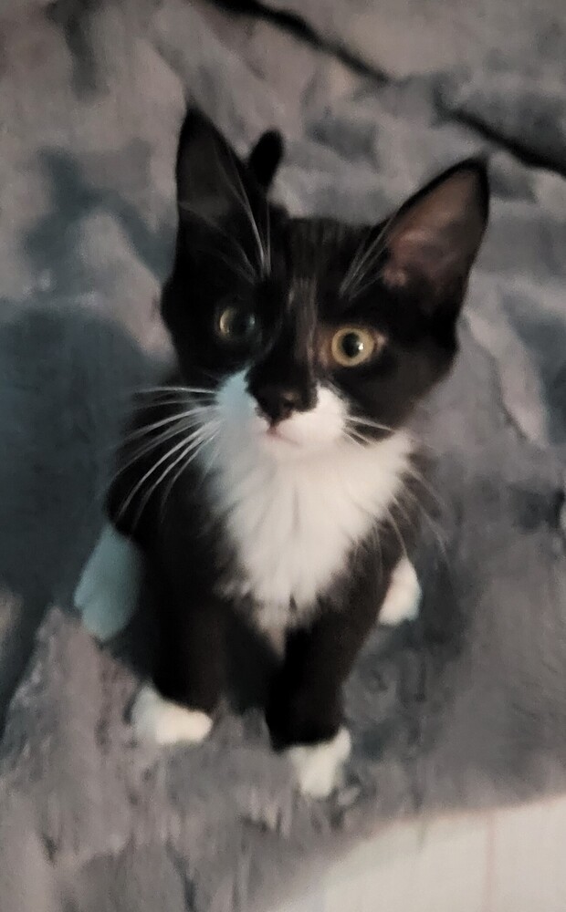 AURORA