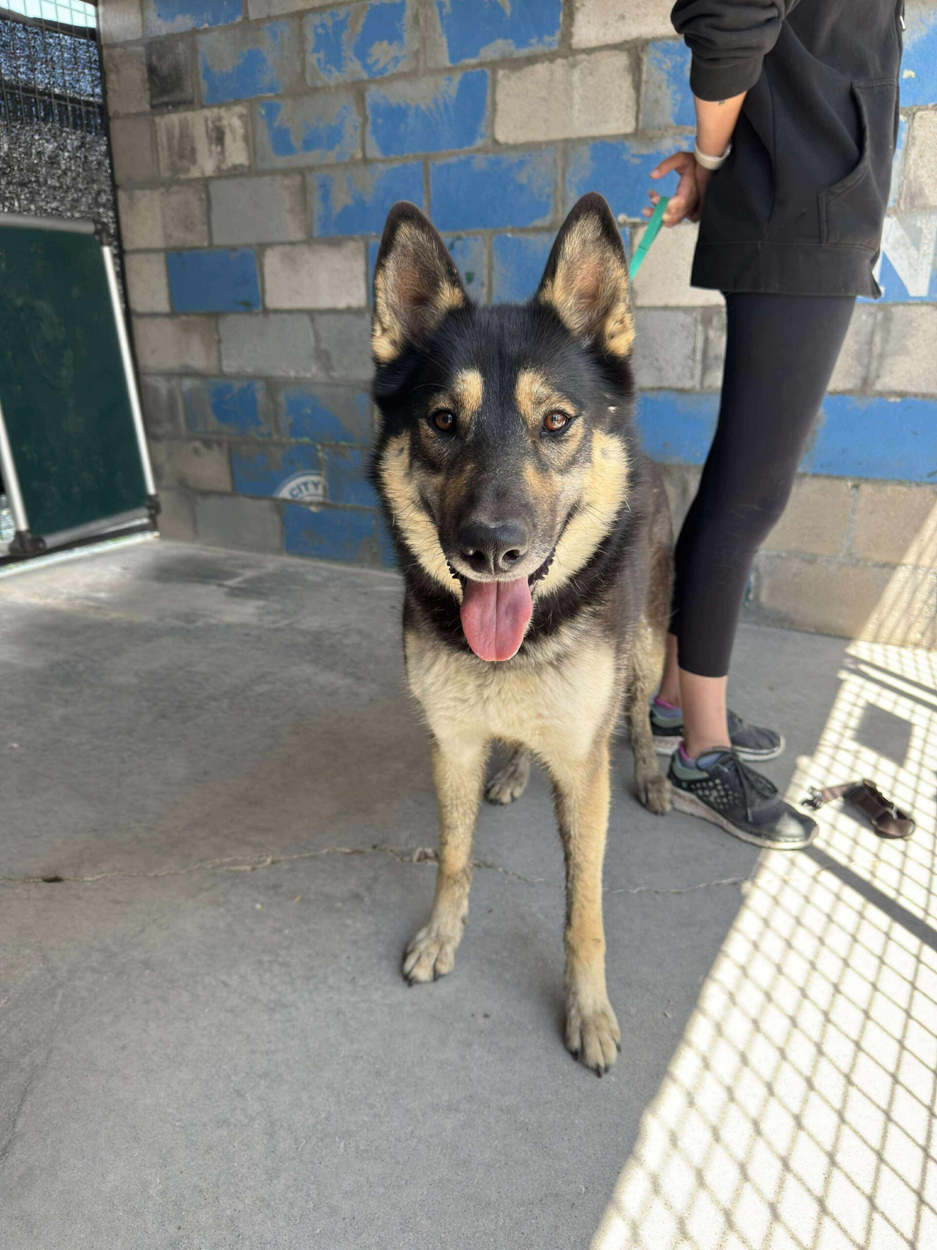 Rambler, an adoptable German Shepherd Dog, Husky in Dillon, MT, 59725 | Photo Image 1