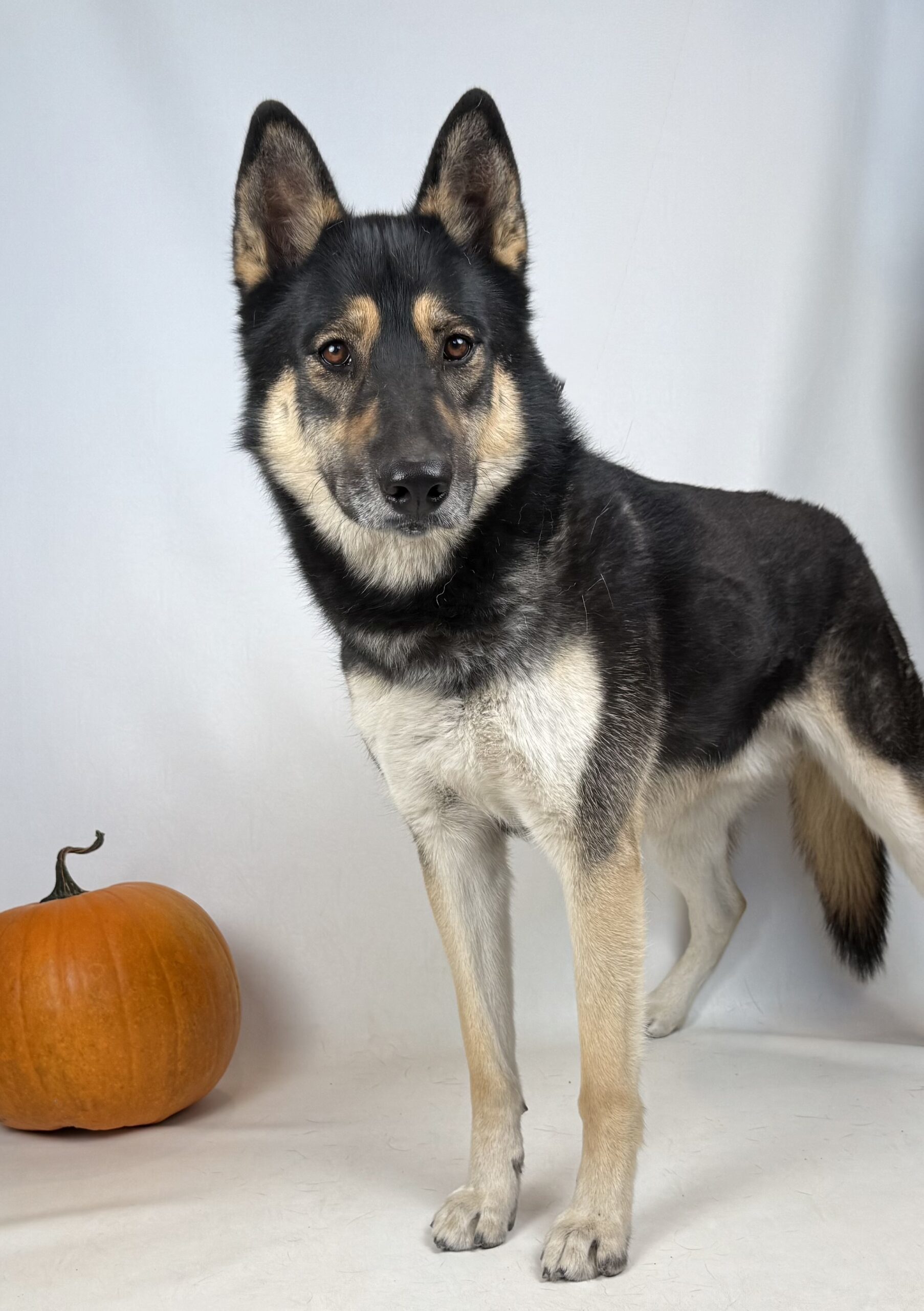 Rambler, an adoptable German Shepherd Dog, Husky in Dillon, MT, 59725 | Photo Image 1