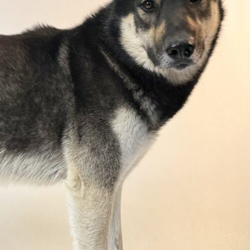 Rambler, an adoptable German Shepherd Dog, Husky in Dillon, MT, 59725 | Photo Image 2