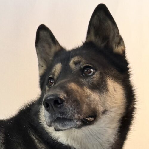 Rambler, an adoptable German Shepherd Dog, Husky in Dillon, MT, 59725 | Photo Image 3