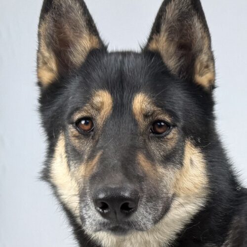 Rambler, an adoptable German Shepherd Dog, Husky in Dillon, MT, 59725 | Photo Image 4