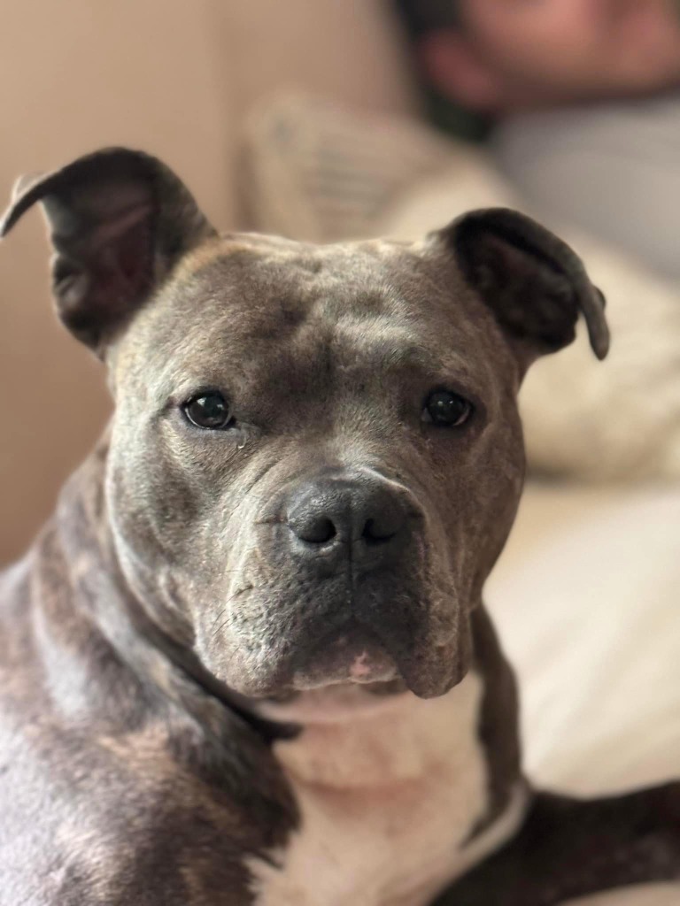 Louisa