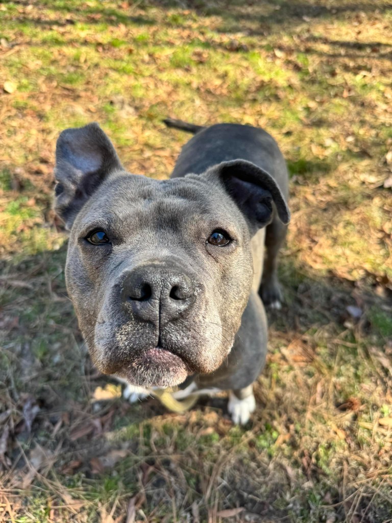Louisa