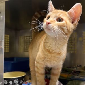 Breeze, Baby Male Domestic Short Hair