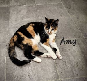 SENIOR LOOKING FOR LOVE DOB 81513 Looking for a gentle soul to share your heart and your lap Amy 