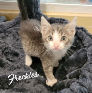 PRETENDS HES A FUR BOA AROUND YOUR NECK DOB 4225 Hey there everyone Im Freckles a sweet cudd