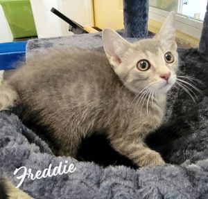 TINY PLAYBOY-TORNADO DOB 32625 Hey there everyone Im Freddy a sweet cuddly friendly and aff