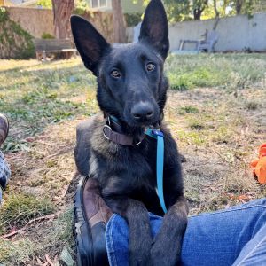Frisee, Young Female Belgian Shepherd / Malinois
