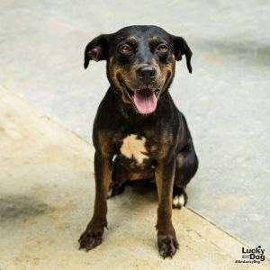 Helen, Young Female Retriever