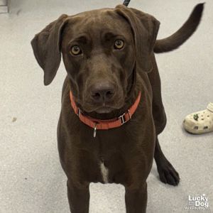 Timber, Young Female Labrador Retriever