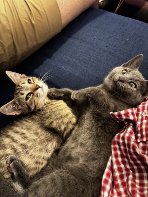 Sardine & Tabitha Domestic Short Hair Cat