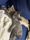 Sardine &amp; Tabitha photo 2