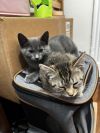 Sardine &amp; Tabitha photo 3