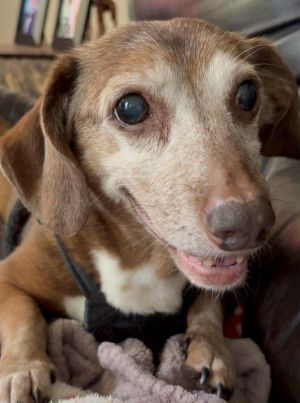 Albert3, Senior Male Dachshund